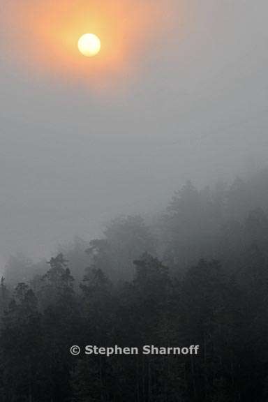 forest fog sun graphic